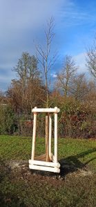 baumchallenge 2025 (2)